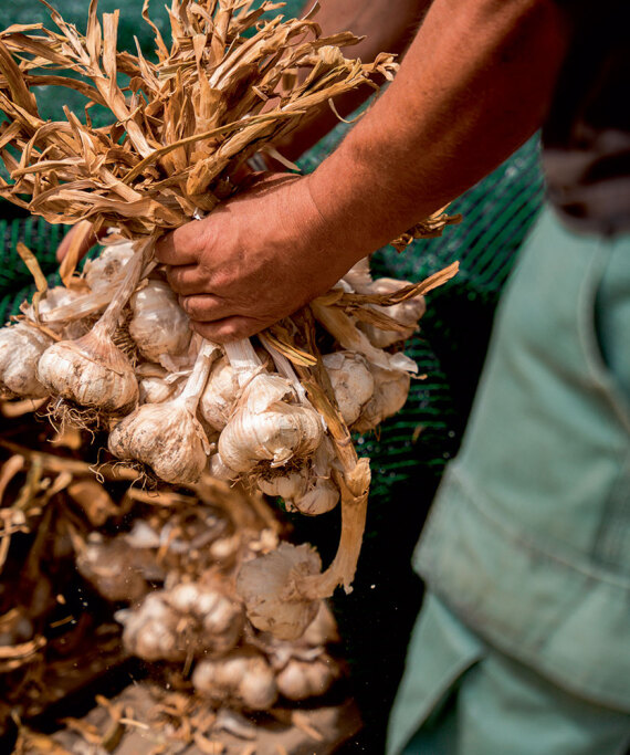 Θεσσαλία, ο εθνικός μας κάμπος που προσφέρει τροφή σε όλη τη χώρα