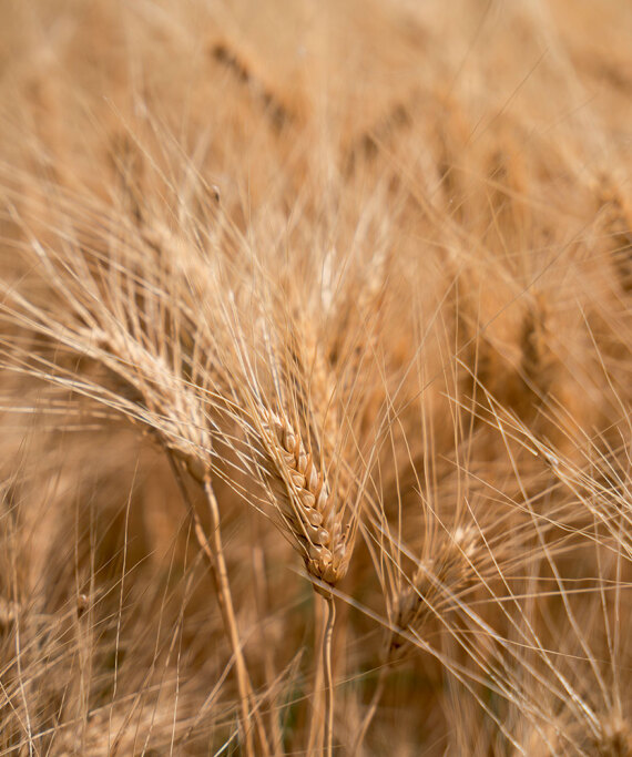 Θεσσαλία, ο εθνικός μας κάμπος που προσφέρει τροφή σε όλη τη χώρα