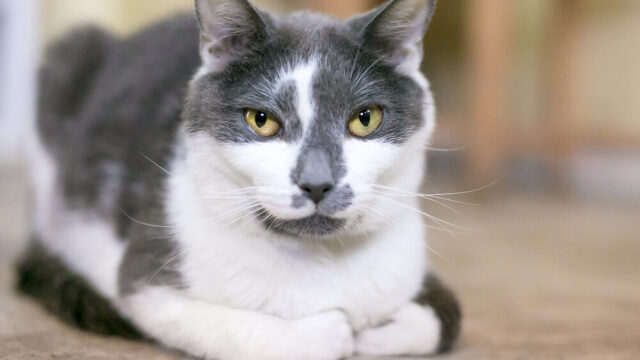 Πώς να μάθετε στη γάτα σας το όνομά της