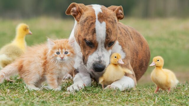 Κουίζ: Ποιο κατοικίδιο είστε σύμφωνα με την προσωπικότητά σας
