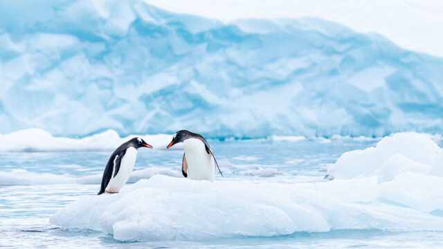 Αυτοί είναι κάποιοι απ’ τους λόγους που μερικά ζώα χωρίζουν από τον σύντροφό τους