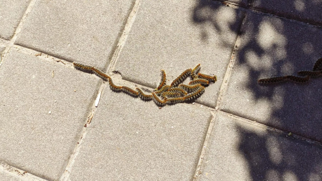 Πιο νωρίς εμφανίστηκαν φέτος οι κάμπιες των δέντρων – Γιατί είναι επικίνδυνες για τον σκύλο μας και η εκπαίδευση που θα τον σώσει