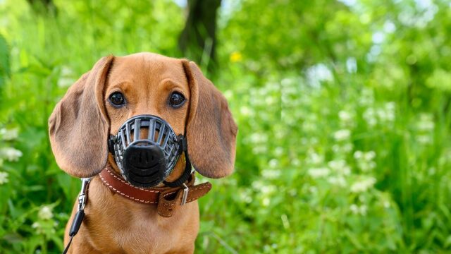 Πώς να αντιδράσετε αν συναντήσετε έναν σκύλο με φίμωτρο