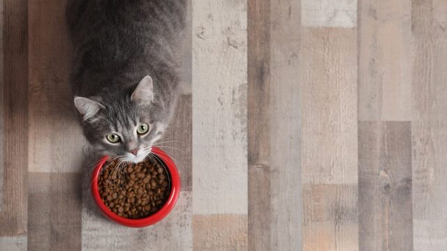 Οι λόγοι που η γάτα μας δεν τελειώνει το φαγητό της στο μπολ – Τι μπορούμε να κάνουμε