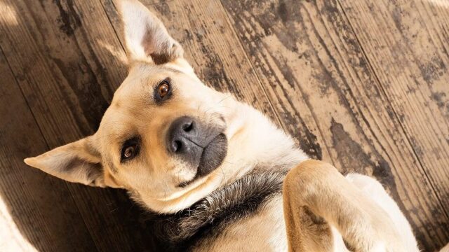 Υιοθετήσατε έναν ενήλικο σκύλο; Πώς πρέπει να είναι οι πρώτες μέρες στο σπίτι