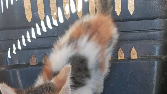 Εθελοντής έσωσε νεαρό γατάκι που είχε εγκλωβιστεί σε φρεάτιο στην Ηλιούπολη
