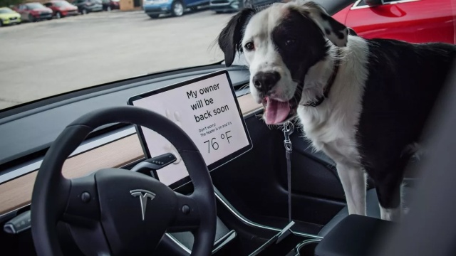 Προσοχή: Πόσο αποτελεσματική είναι η «λειτουργία σκύλου» στο αυτοκίνητο;