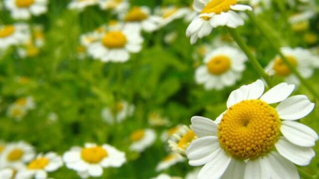 18 Μαϊου 2015: «Διεθνής Ημέρα της Μαγείας των Φυτών»