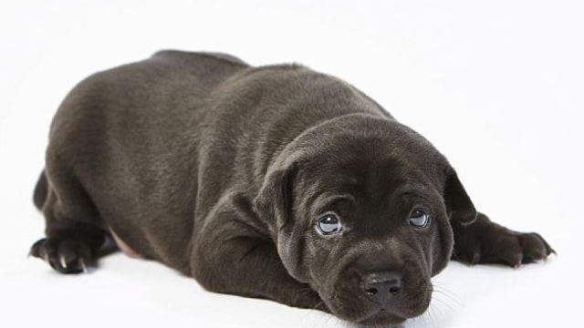 Δείτε τα σπανιότερα κουτάβια στον κόσμο που αξίζουν £10.000 το ένα