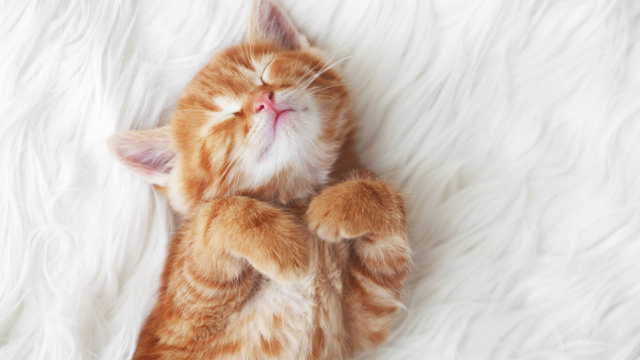 Βλέπει όνειρα η γάτα;