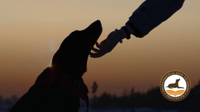 Επάγγελμα ... Εκπαιδευτής Σκύλων !