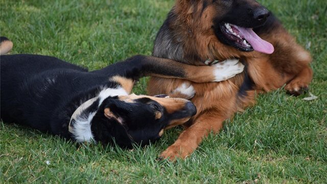 Πώς να επιλέξουμε ξενοδοχείο για το κατοικίδιό μας 