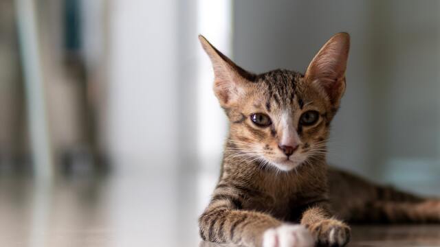 Αρρώστιες που συχνά οι γάτες κρύβουν και τι πρέπει να κάνετε