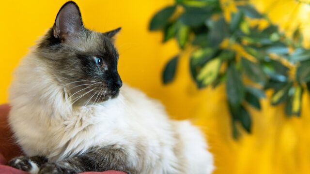 Οι αλλαγές που βλέπετε στη γάτα σας καθώς γερνάει- Πώς να τη βοηθήσετε