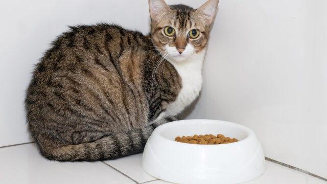 Πόσο καιρό μπορούν να μείνουν οι γάτες χωρίς τροφή