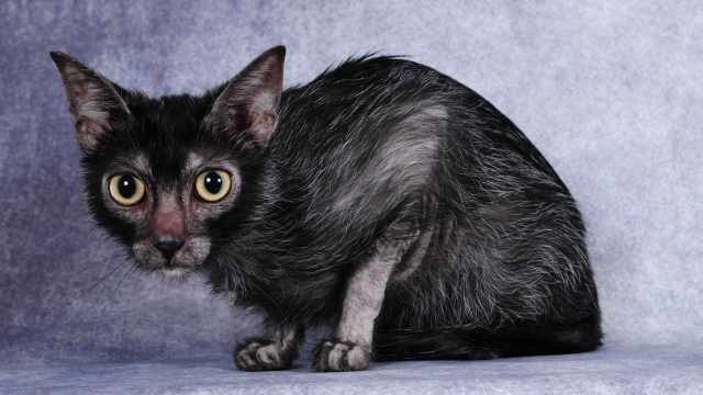 Γάτες Lykoi: Ποια είναι η σπάνια φυλή γάτας με το ελληνικό όνομα