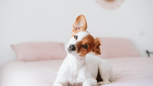 Οι ήχοι που ακούνε μόνο οι σκύλοι