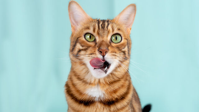 Ποια είναι η αγαπημένη ανθρώπινη τροφή κάθε γάτας