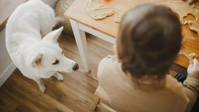 Το υλικό που υπάρχει σε κάθε κουζίνα και είναι τοξικό για τον σκύλο