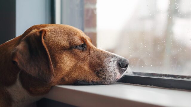 Γνωρίζουν οι σκύλοι πότε πεθαίνουν; Ειδικοί απαντούν