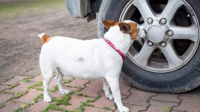 Γιατί τα σκυλιά ουρούν στα ελαστικά του αυτοκινήτου