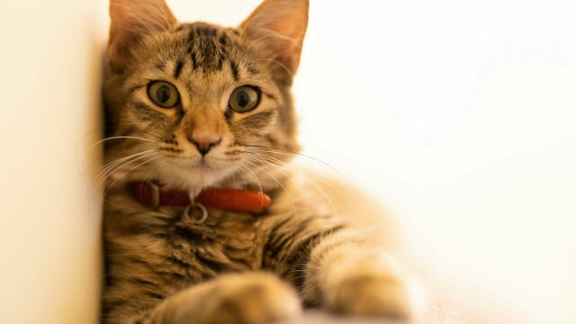 Ποια είναι τα αγαπημένα χρώματα της γάτας