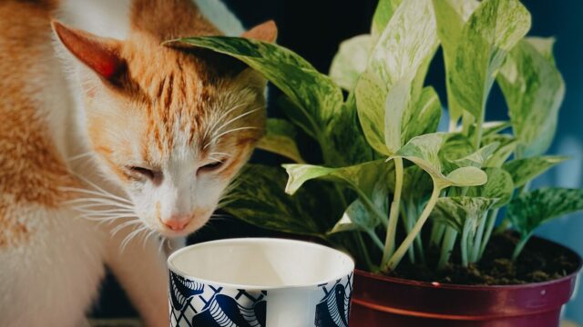 Τι δεν πρέπει ποτέ να πιει μια γάτα – Τα τοξικά ροφήματα