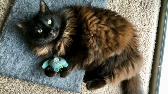 Η φωνή σας και άλλοι 4 ήχοι που λατρεύουν να ακούνε οι γάτες