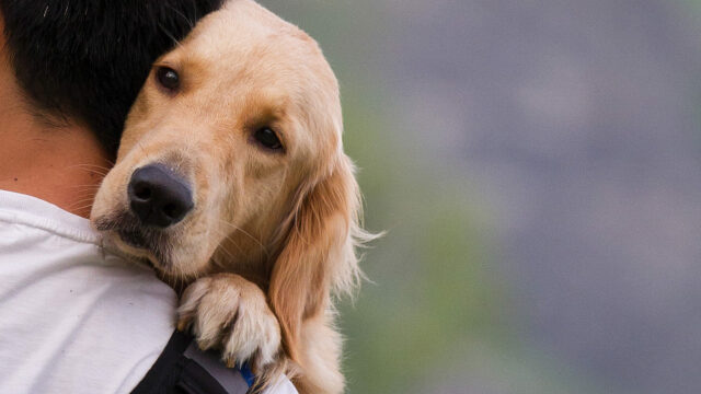 Τα πράγματα που μπορεί να κάνετε και μειώνουν το προσδόκιμο ζωής του σκύλου σας