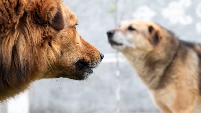 Γιατί οι σκύλοι αποφεύγουν να κοιτάζουν τους άλλους σκύλους στα μάτια