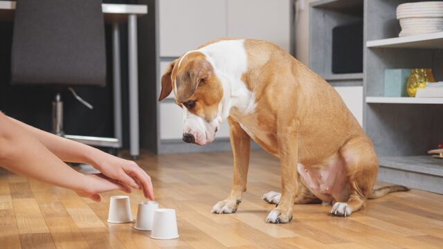 Τεστ IQ για σκύλους – Δείτε πόσο έξυπνος είναι ο πιστός σας φίλος