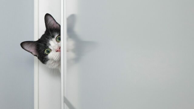 5 πράγματα που κάνει η γάτα σας όταν δεν προσέχετε