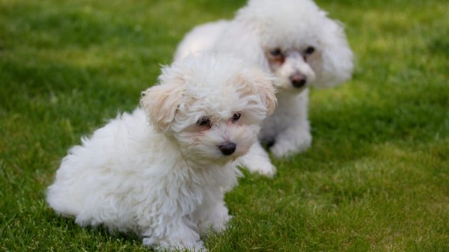 6 ράτσες σκύλων που μοιάζουν με τα Μαλτεζάκια – Και συνήθως τις μπερδεύουμε