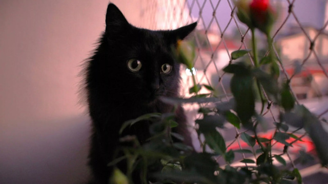 Είναι ασφαλές να έχετε τριαντάφυλλα κοντά σε γάτες; Τι μπορεί να συμβεί αν τα φάνε