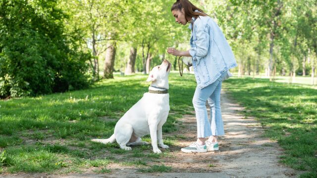 Οι δύο σημαντικές εντολές που πρέπει να διδάξετε στον σκύλο σας και θα βοηθήσουν στην καθημερινότητά σας