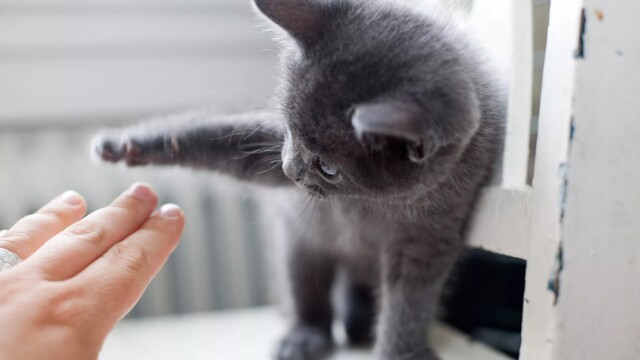 Τα 5 πράγματα που δεν πρέπει να κάνετε ποτέ με τα χέρια σας στη γάτα σας