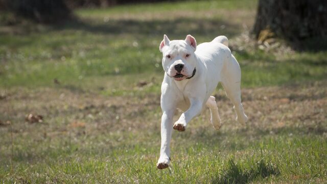 Dogo Argentino: 6 πράγματα που πρέπει να γνωρίζετε για αυτούς τους μοναδικούς σκύλους από την Αργεντινή