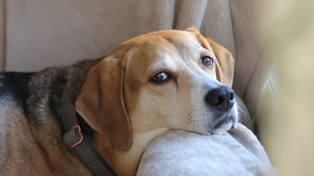 Αυτά είναι τα πράγματα που κάνετε και εκνευρίζετε τον σκύλο σας