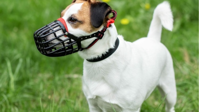 6 πράγματα που έχετε ακούσει για το φίμωτρο στον σκύλο και δεν ισχύουν