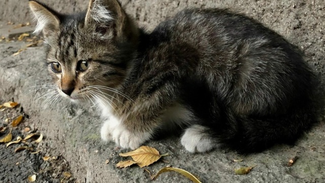Χάσατε τη γάτα σας και την ψάχνετε; Κάντε 3 ήχους για να μπορέσει να γυρίσει πίσω