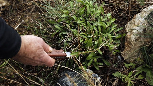 Μαζεύοντας άγρια χόρτα: Πλήρης οδηγός για να τα αναγνωρίσετε