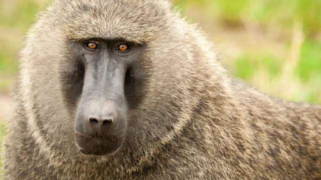Αυτά είναι τα 5 ζώα που πενθούν όπως οι άνθρωποι