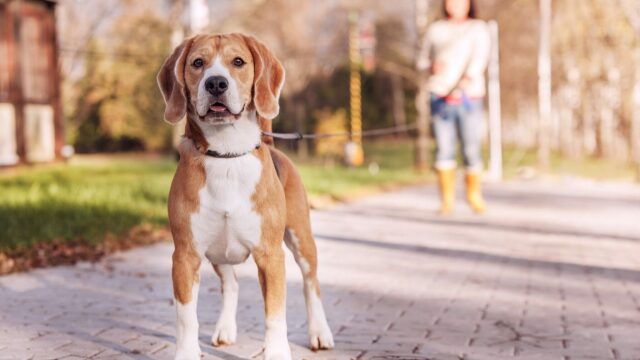 6 πράγματα που δεν πρέπει να αφήνετε τον σκύλο σας να κάνει δημόσια