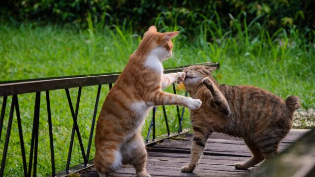 5 πράγματα που πρέπει να γνωρίζετε για τους καβγάδες των γατών