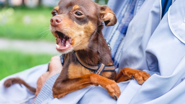 Τι να κάνετε αν διαπιστώσετε ότι εσείς είστε η αιτία που ο σκύλος σας γαβγίζει όταν βρίσκεστε κοντά του