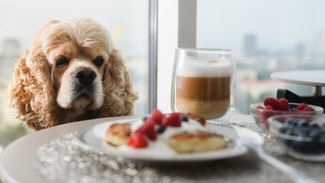 Πώς θα καταλάβετε αν πραγματικά πεινάει ο σκύλος σας ή απλά σας ζητάει φαγητό από συνήθεια