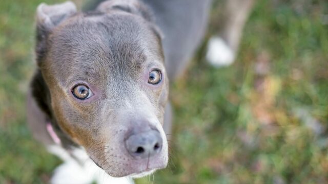 Γιατί οι σκύλοι κάνουν πίσω τα αυτιά τους – Τι σημαίνει η κίνηση αυτή