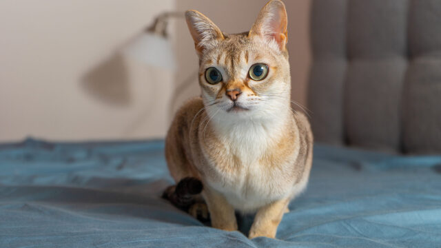 Αυτές οι γάτες θα μοιάζουν γατάκια όσο και να μεγαλώσουν – Δείτε τις ράτσες