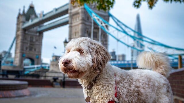 10+ 1 διαφορές στη ζωή με έναν σκύλο στο Λονδίνο σε σχέση με την Αθήνα