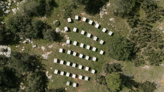  Η δράση που σώζει τα μελίσσια και φροντίζει για τη βιοποικιλότητα της Πάρνηθας